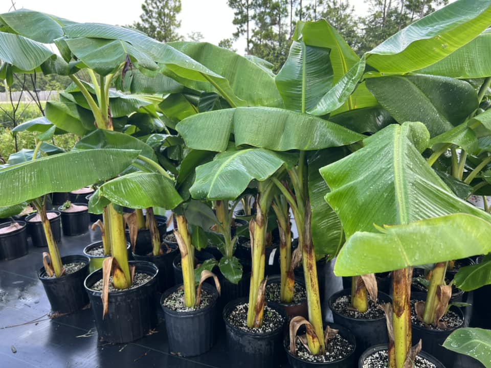 Potted banana trees at Local Boy Nursery.