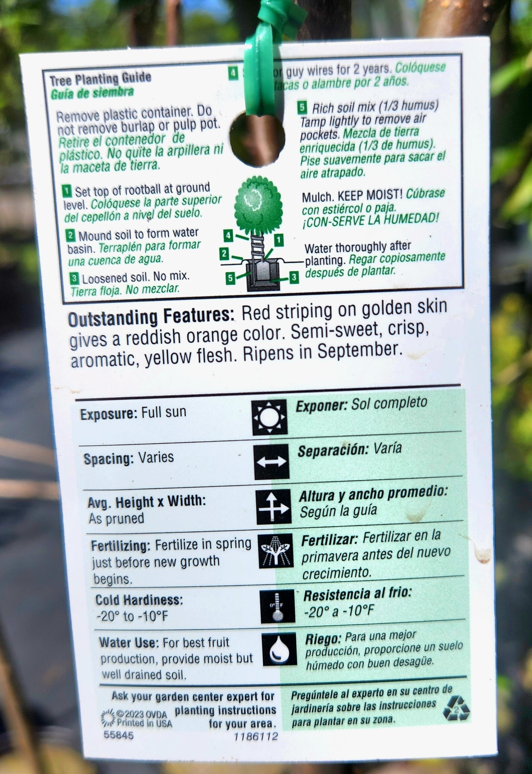 Gala Apple Tree (Malus domestica 'Gala') - Image 4