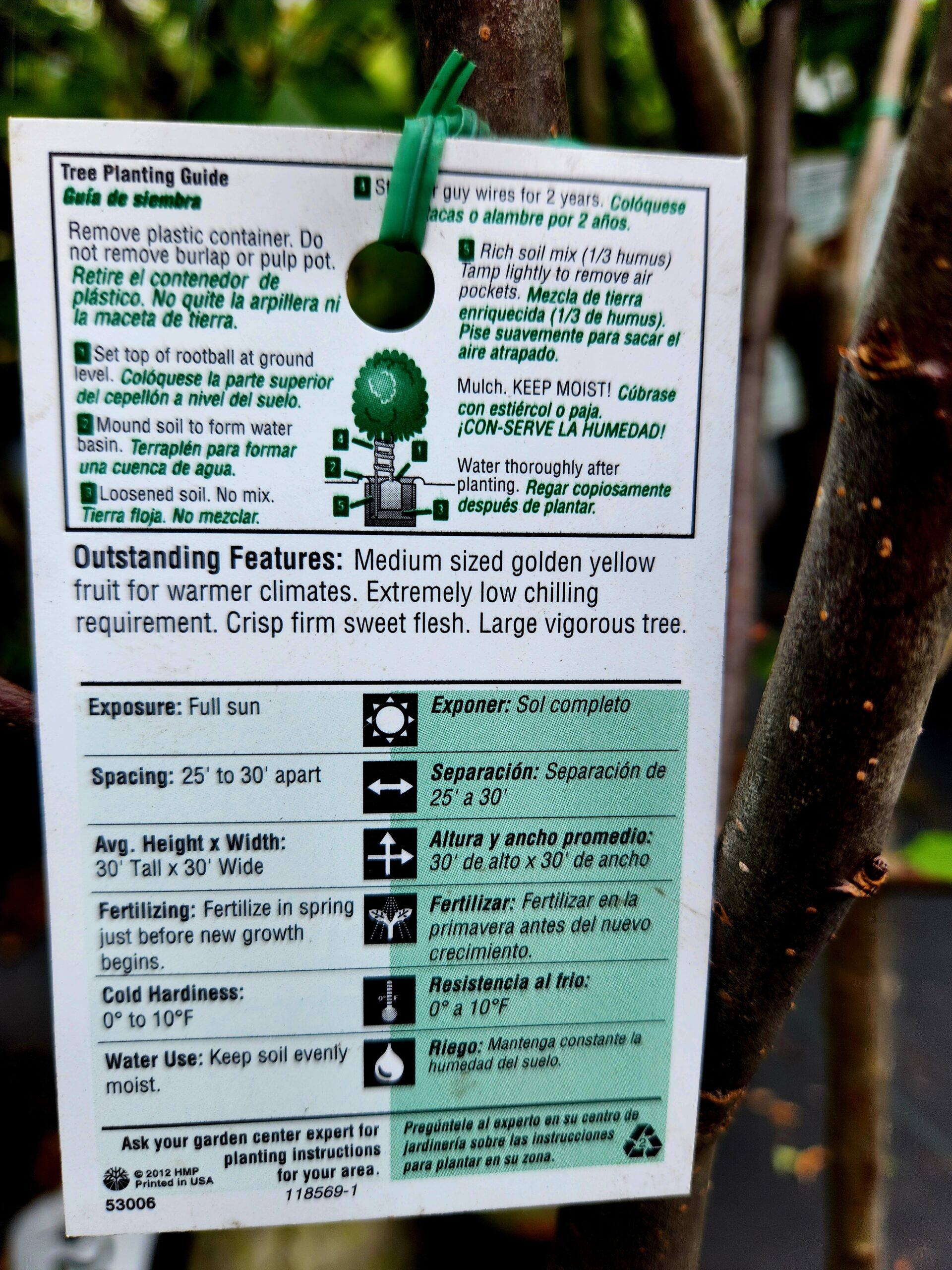 Dorsett Golden Apple Tree (Malus domestica 'Dorsett Golden') - Image 4