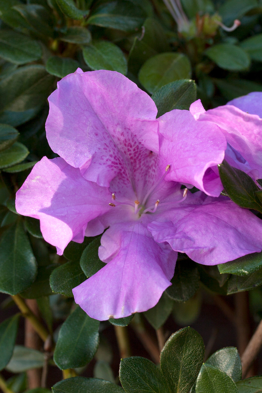 Encore 'Autumn Lilac' Azalea (Rhododendron Robles) - Image 2