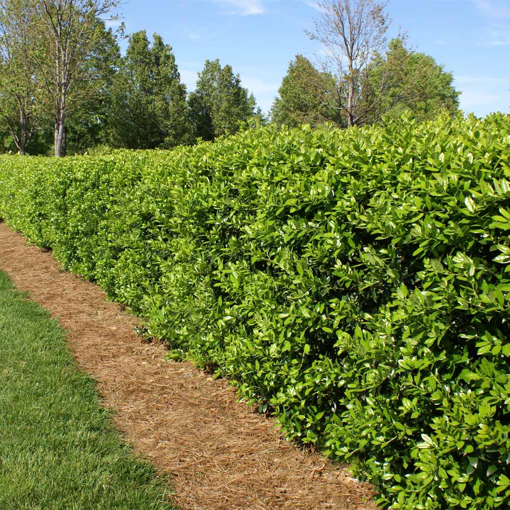 'Compacta' Holly (Ilex crenata 'Compacta' - Image 3