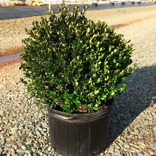 'Compacta' Holly (Ilex crenata 'Compacta'