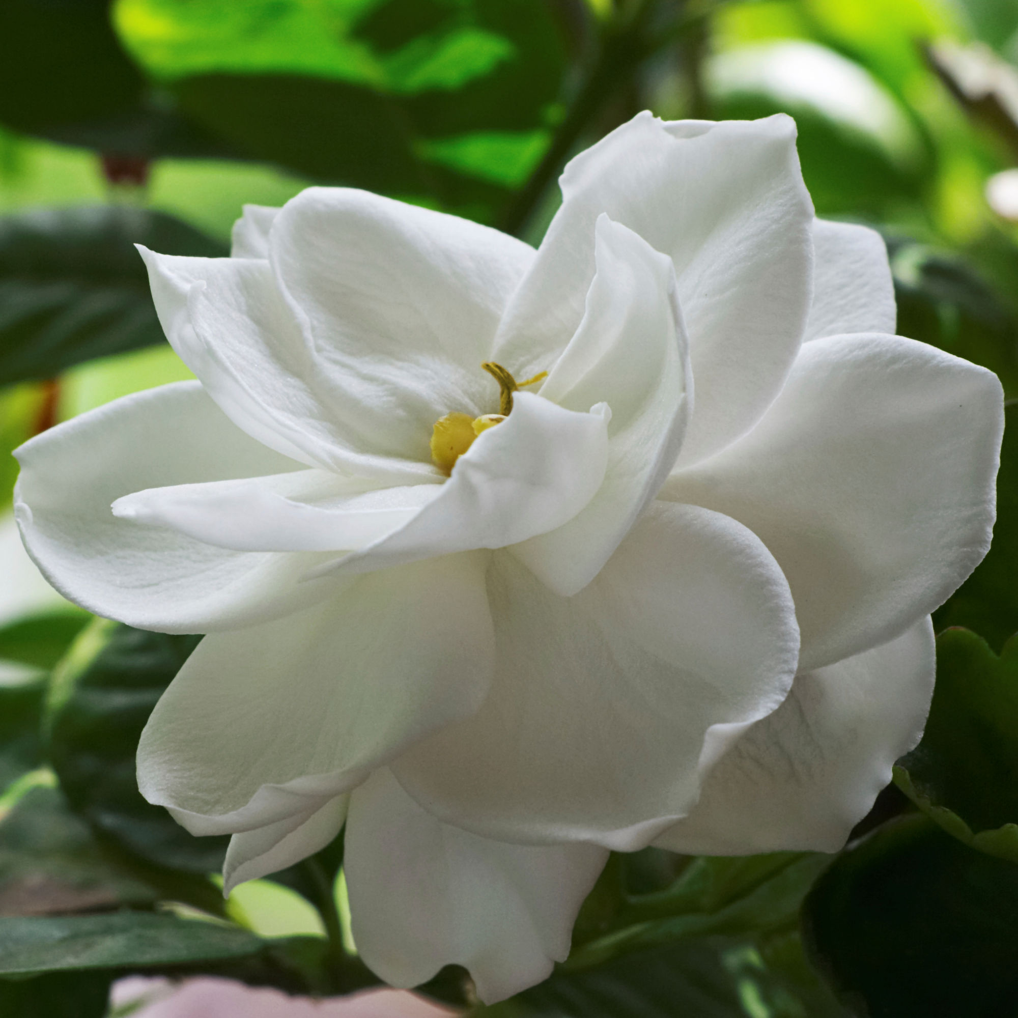 'Radicans' Gardenia (Gardenia jasminoides 'Radicans') - Image 2
