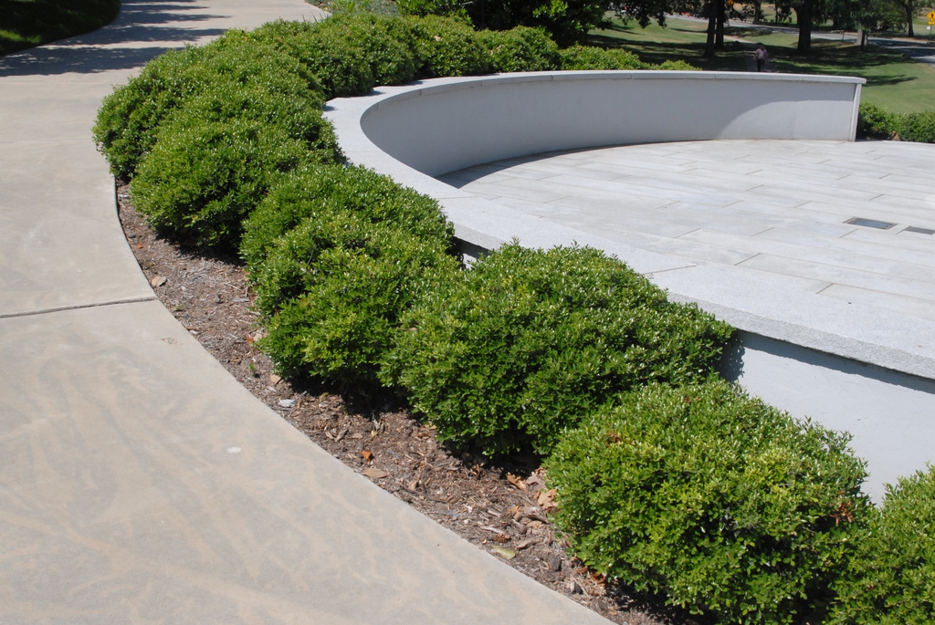 'Compacta' Holly (Ilex crenata 'Compacta' - Image 4