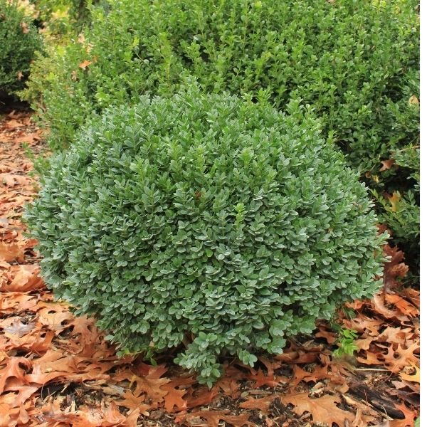'Dwarf Yaupon Holly' (Ilex vomitoria 'Schilling's Dwarf') - Image 2
