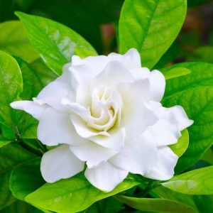 'Radicans' Gardenia (Gardenia jasminoides 'Radicans') - Image 3